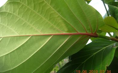 Neonauclea reticulata 欖仁舅