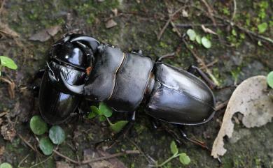 Dorcus curvidens formosanus Miwa, 1929 臺灣大鍬形蟲