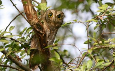 Otus sunia japonicus (Temminck & Schlegel, 1844) 東方角鴞(日本亞種)