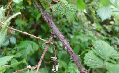 Rubus mesogaeus Focke 裏白懸鉤子