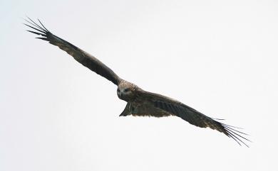 Milvus migrans formosanus 黑鳶