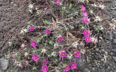 Portulaca pilosa subsp. pilosa 毛馬齒莧