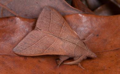 Syrastrena sumatrana obliquilinea Kishida, 1985 薄翅枯葉蛾