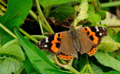 Vanessa indica (Herbst, 1794) 大紅蛺蝶