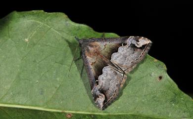 Dichromia indicatalis (Walker, 1859 1858) 清兩色裳蛾