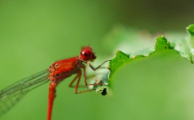 Pseudagrion pilidorsum pilidorsum 弓背細蟌