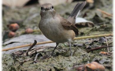 Ficedula parva (Bechstein, 1792) 紅胸鶲