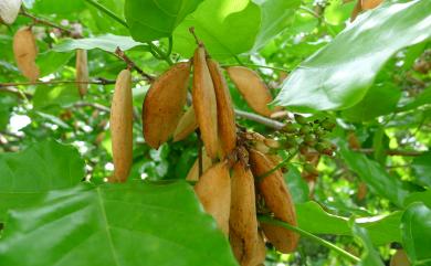 Millettia pinnata 水黃皮