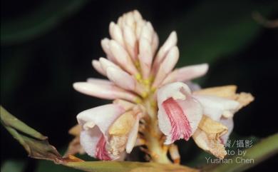 Alpinia shimadae 島田氏月桃