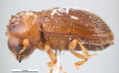 Hypothenemus birmanus (Eichhoff, 1878)