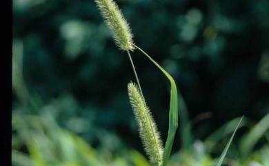 Setaria verticillata 倒刺狗尾草