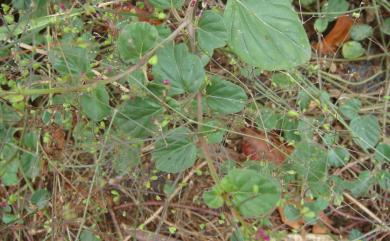 Boerhavia coccinea Mill. 紅花黃細心