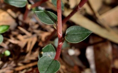 Odontochilus yakushimensis (Yamam.) T.Yukawa 紫葉旗唇蘭
