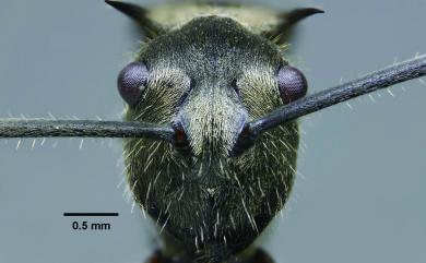 Polyrhachis illaudata Walker, 1859 麥氏棘山蟻