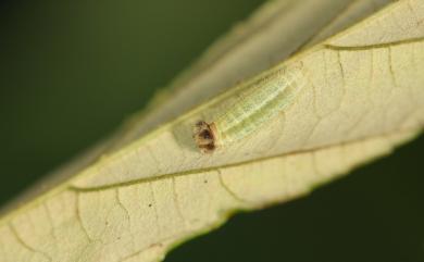 Abraximorpha davidii ermasis Fruhstorfer, 1914 白弄蝶