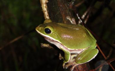 Zhangixalus arvalis (Lue, Lai, & Chen, 1995) 諸羅樹蛙