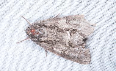 Acronicta digna Butler, 1881 威劍紋夜蛾