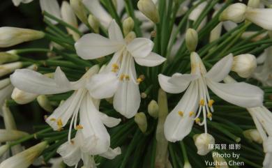 Agapanthus africanus (L.) Hoffmanns. 百子蓮