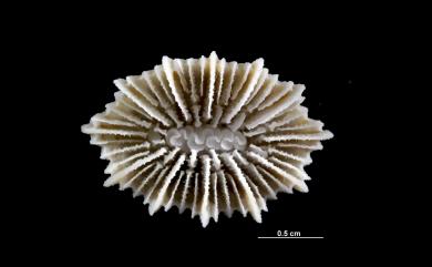 Caryophyllia scobinosa Alcock, 1902 史克比葵珊瑚