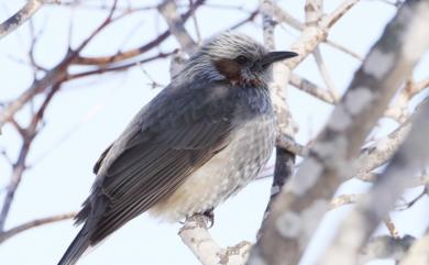 Hypsipetes amaurotis amaurotis (Temminck, 1830) 棕耳鵯