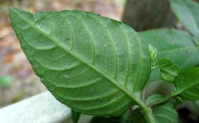 Lepidagathis inaequalis C.B.Clarke ex Elmer 卵葉鱗球花