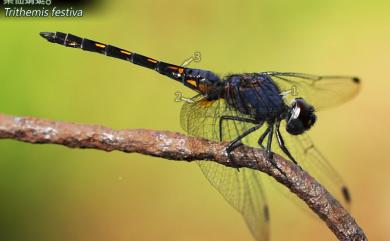 Trithemis festiva (Rambur, 1842) 樂仙蜻蜓