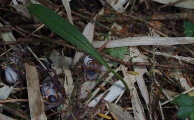 Oreorchis foliosa var. indica (Lindl.) N.Pearce & P.J.Cribb 印度山蘭