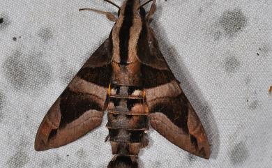 Macroglossum mitchellii imperator (Butler, 1875) 背帶長喙天蛾