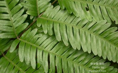 Pteris fauriei 傅氏鳳尾蕨