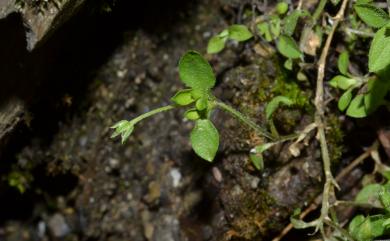 Moehringia trinervia (L.) Clairv. 三脈種阜草