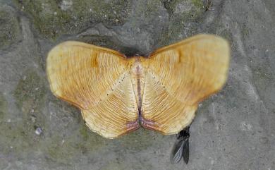 Plagodis reticulata Warren, 1893 皺紋黃尺蛾