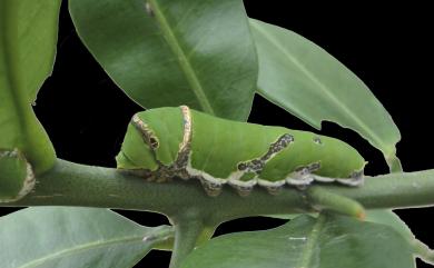 Papilio nephelus chaonulus Fruhstorfer, 1908 大白紋鳳蝶