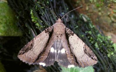 Ercheia cyllaria Cramer, 1782