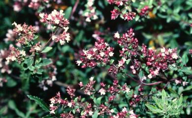 Origanum vulgare 野薄荷