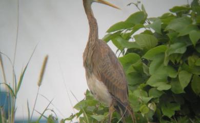 Ardea purpurea manilensis 紫鷺