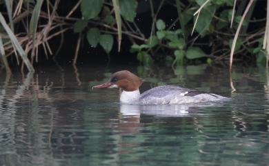 Mergus merganser merganser Linnaeus, 1758 川秋沙