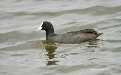 Fulica atra atra Linnaeus, 1758 白冠雞