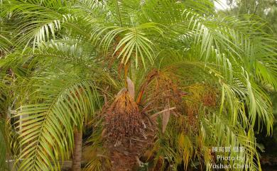 Oryza glaberrima 西非栽培稻