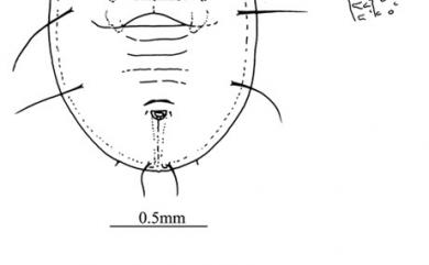 Aleuroplatus fici Takahashi, 1932 榕扁粉蝨