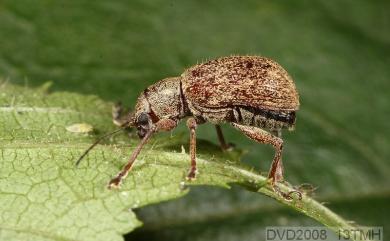 Fidia gracilicornis (Baly, 1861) 雙毛長頸猿金花蟲