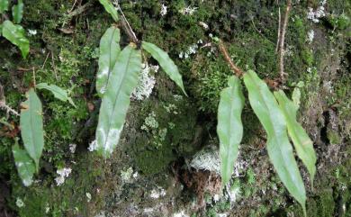 Oleandra wallichii (Hook.) C.Presl 蓧蕨