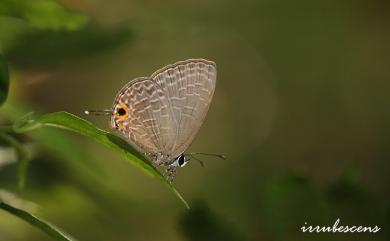 Jamides bochus formosanus Fruhstorfer, 1909 雅波灰蝶