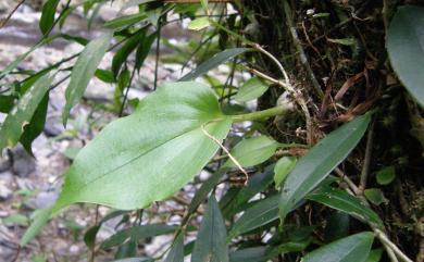 Liparis cordifolia 心葉羊耳蒜