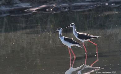 Himantopus himantopus (Linnaeus, 1758) 高蹺鴴