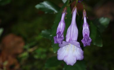 Lysionotus pauciflorus var. pauciflorus 石吊蘭