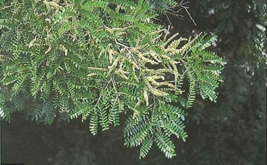 Gleditsia rolfei S.Vidal 恆春皂莢