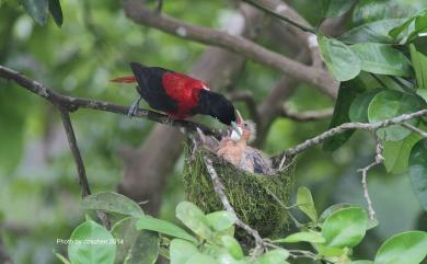 Oriolus traillii ardens (Swinhoe, 1862) 朱鸝