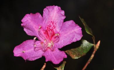 Rhododendron farrerae 丁香杜鵑