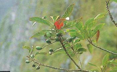 Elaeocarpus sphaericus var. hayatae (Kaneh. & Sasaki) C.E. Chang 球果杜英