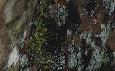 Bulbophyllum melanoglossum 紫紋捲瓣蘭